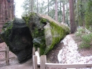 PICTURES/Sequoia National Park/t_Fallen Monarch Tree2.JPG